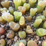 多肉植物　コノフィツム　マウガニー　3株セット　抜き苗　1cm以上