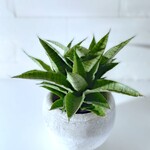 ●空気浄化植物●　希少　”サンスベリア　ハイブリッド　ホワイトグレー丸鉢/受け皿セット”　サンセベリア　観葉植物　植木鉢　インテリア　おしゃれ　ギフト　プレゼント　贈りもの