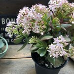 金のなる木♡4号♡花月♡多肉植物♡観葉植物♡成金草