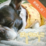 【guysku128様専用ページ】ぱっちゃんこ他