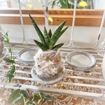 ART苔玉　サンスベリア