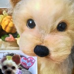 rindonden様オーダー品ヨークシャテリア