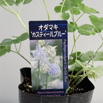 優しい色♡　オダマキ　カスティールブルー