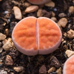多肉植物　リトープス  朱唇玉　大玉　1.5cm以上　抜き苗　1株