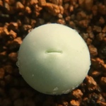 多肉植物　コノフィツム　カルキュルス 翡翠玉　1.6cm 大玉　抜き苗　1株