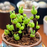 多肉植物　ディクロカウロン　ラムローサム　うさぎミミ　多頭　抜き苗　１株