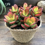 姫黄金花月♡金のなる木♡縁起物♡多肉植物