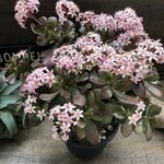 金のなる木♡5号♡花月♡多肉植物♡観葉植物♡成金草♡