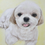 hosshy1031 様専用【犬の似顔絵　オーダー】　ペット　イラスト　色鉛筆画　犬　オーダーメイド　