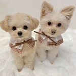 小型犬用/フリルスタイ/mini check cape