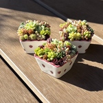 1⃣多肉植物 寄せ植え いちご鉢(⑉• •⑉)❤︎そのまま飾れる