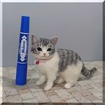 羊毛フェルト　猫　サバシロ猫ちゃん　サバシロ　ねこ　ネコ　猫フィギュア