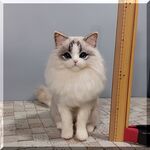 羊毛フェルト　猫　ラグドール　ねこ　ネコ　猫フィギュア