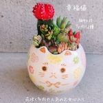 完成品！即日発送可🆕新年大特価♡可愛い幸福猫の陶器の寄せ植え🐾 縁起物 受験 猫の日