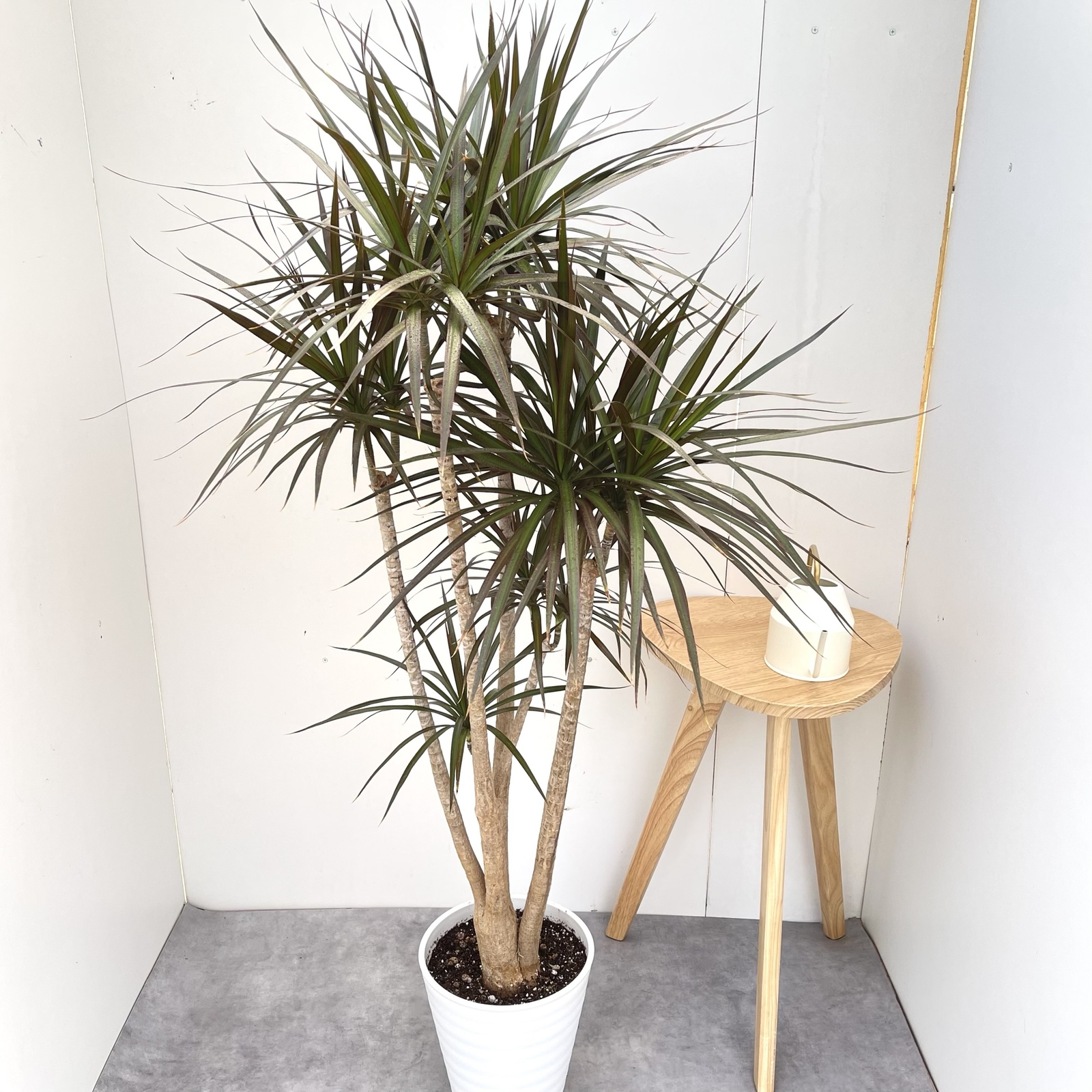 ドラセナ　コンシンネ　マジェンタ　1観葉植物　室内　大型