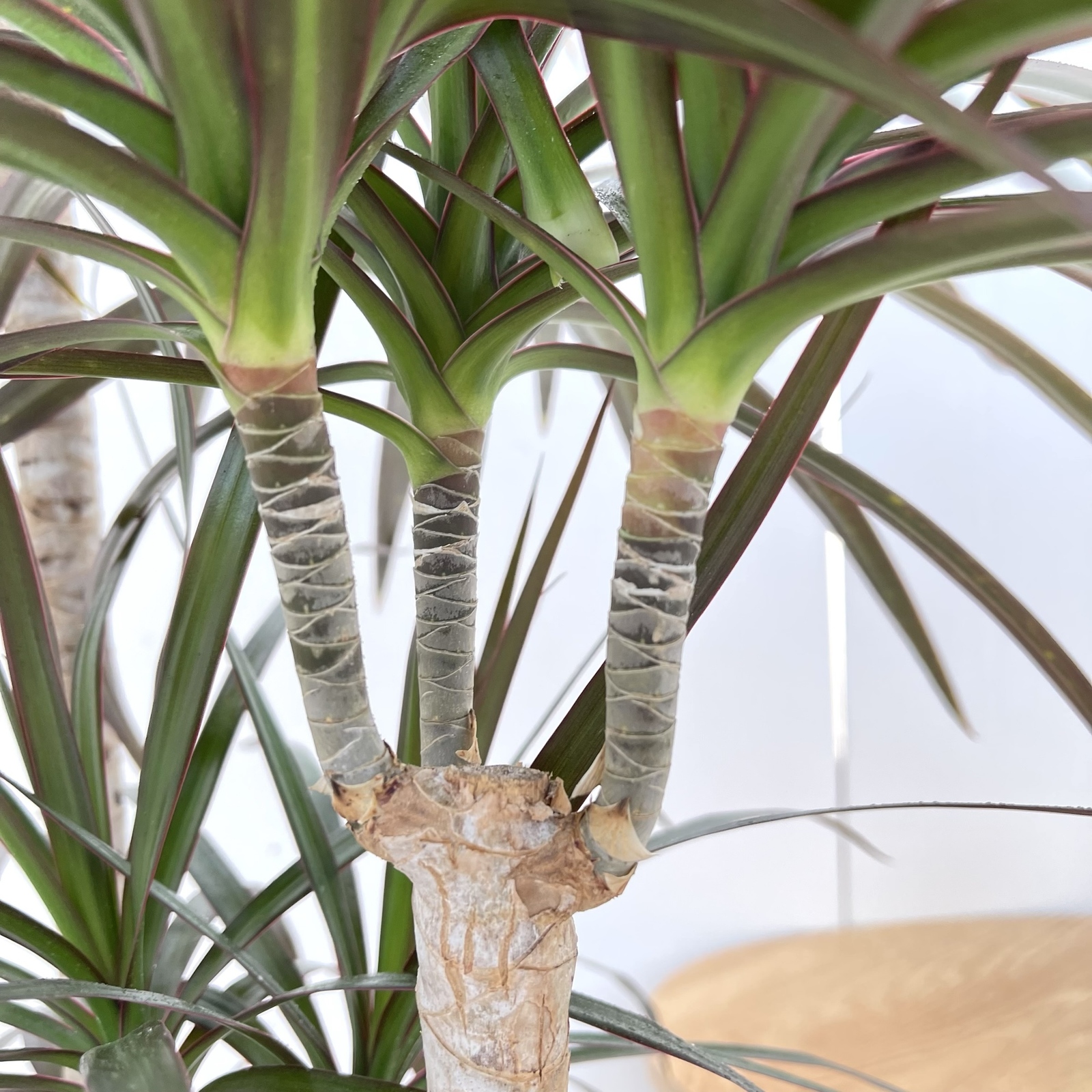 ドラセナ コンシンネ マジェンタ 1観葉植物 室内 大型