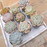 《1/5発送》多肉植物抜き苗＊エケベリア＊10セット
