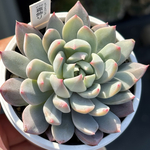 レア品種！【現品】 ★霜飾り 多肉植物 自家繁殖 国産
