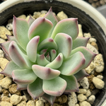 レア品種！【現品】 ★紫紺の矢 多肉植物 自家繁殖 国産