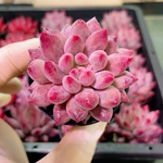 多肉植物　エケベリア　金魚姫　抜き苗　5-6cm 1株