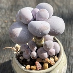 多肉植物　ぷくぷく系　バービーチーズ　5cm 抜き苗　1株