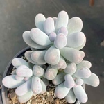 新作　多肉植物　ぷくぷく系　Mikoチーズ　4cm  抜き苗　1株