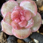 多肉植物　ツヤツヤ　中心ジャム　エケベリア　桜だんこ　小苗　3cm  1株　