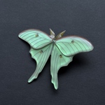 オオミズアオ　Luna moth （クリップ）