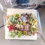 多肉植物　ブルードラゴン入り寄せ植えセット🍀