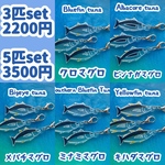 マグロ3匹set or 5匹setのチャーム