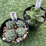 ギルバ・プロリフェラ・多肉植物・抜き苗・カット苗