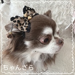 ワンギャル❤️レオパードリボン(ブラウン)