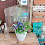 現品♡ブルーアイス【フリルビオラ入り寄せ植え】ステキなガーデニング♡ホワイト系樹脂器！ナチュラルピックつき！