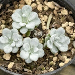 白雪ミセバヤ＊多肉植物＊抜き苗