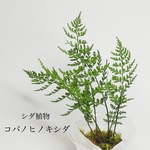 コバノヒノキシダ　シダ植物