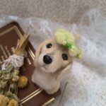 15.ダックスとミモザの花かんむり