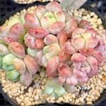 千本桜　エケベリア　韓国苗　多肉植物