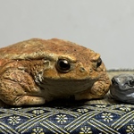 【オーダー品】ミヤコヒキガエルとアマガエル