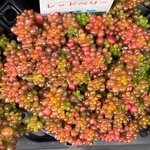 レッドベリー　セダム　多肉植物