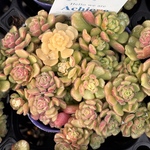 【SALE】スプリングワンダー　セダム　多肉植物