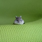 シマリス ヘアゴム 羊毛フェルト
