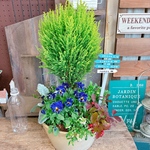 ラスト！現品SALE♡クレスト【フリルビオラ入り寄せ植え】ステキなガーデニング♡ベージュ系器！ナチュラルピックつき！