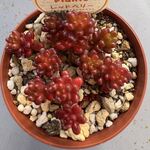 レッドベリー＊土つき苗・多肉植物