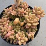 ダルマヒメシュウレイ×スプリングワンダー＊複数個ある為、個体差有り　土つき苗・多肉植物