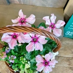 現品！カゴ寄せ植え♡【おしゃれなシクラメンピンクラテ】ナチュラル茶カゴセット♡可愛い咲き方イリュージア