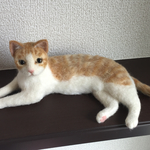 リアルな横座り猫さん