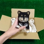 【けいこ様ご予約品】黒柴の赤ちゃん