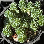 【SALE】マジョール　セダム　多肉植物