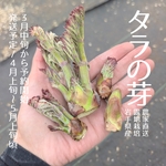 【4月上旬頃/順次発送】タラの芽✽農家直送◎発送当日に収穫