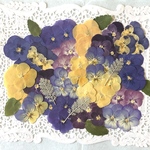 押し花＊ビオラ10種類(SALE)50